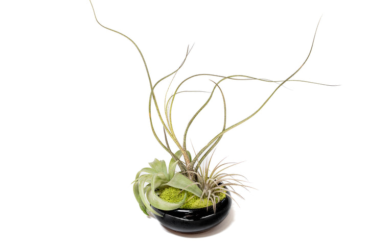 Wholesale - Fully Assembled Tillandsia Air Plant Dish Garden in Black Glazed Container