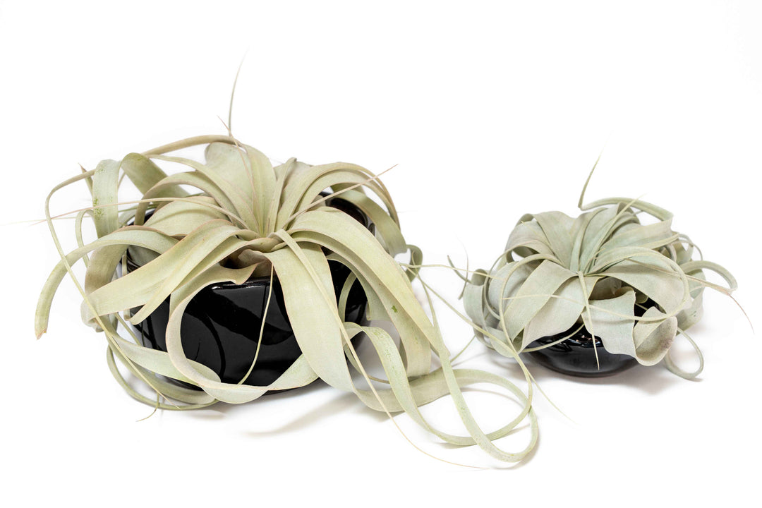 large black glazed terracotta dish with tillandsia xerographica air plant next to small black glazed terracotta dish with mini tillandsia xerographica air plant