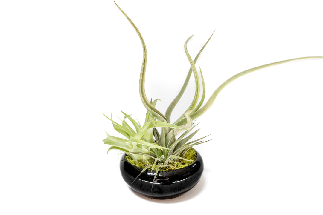 Wholesale - Fully Assembled Tillandsia Air Plant Dish Garden in Black Glazed Container