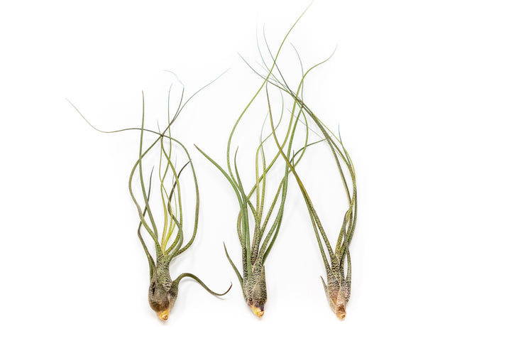 The Wild Things Collection of Tillandsia Air Plants