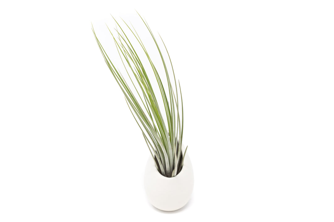Wholesale Special - Small Ivory Ceramic Container with Assorted Tillandsia Air Plant