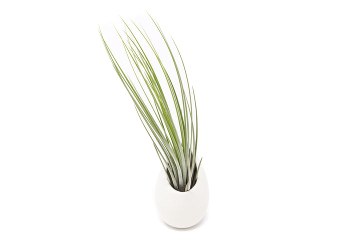 Wholesale - Small Ivory Ceramic Vase with Tillandsia Juncea Air Plants