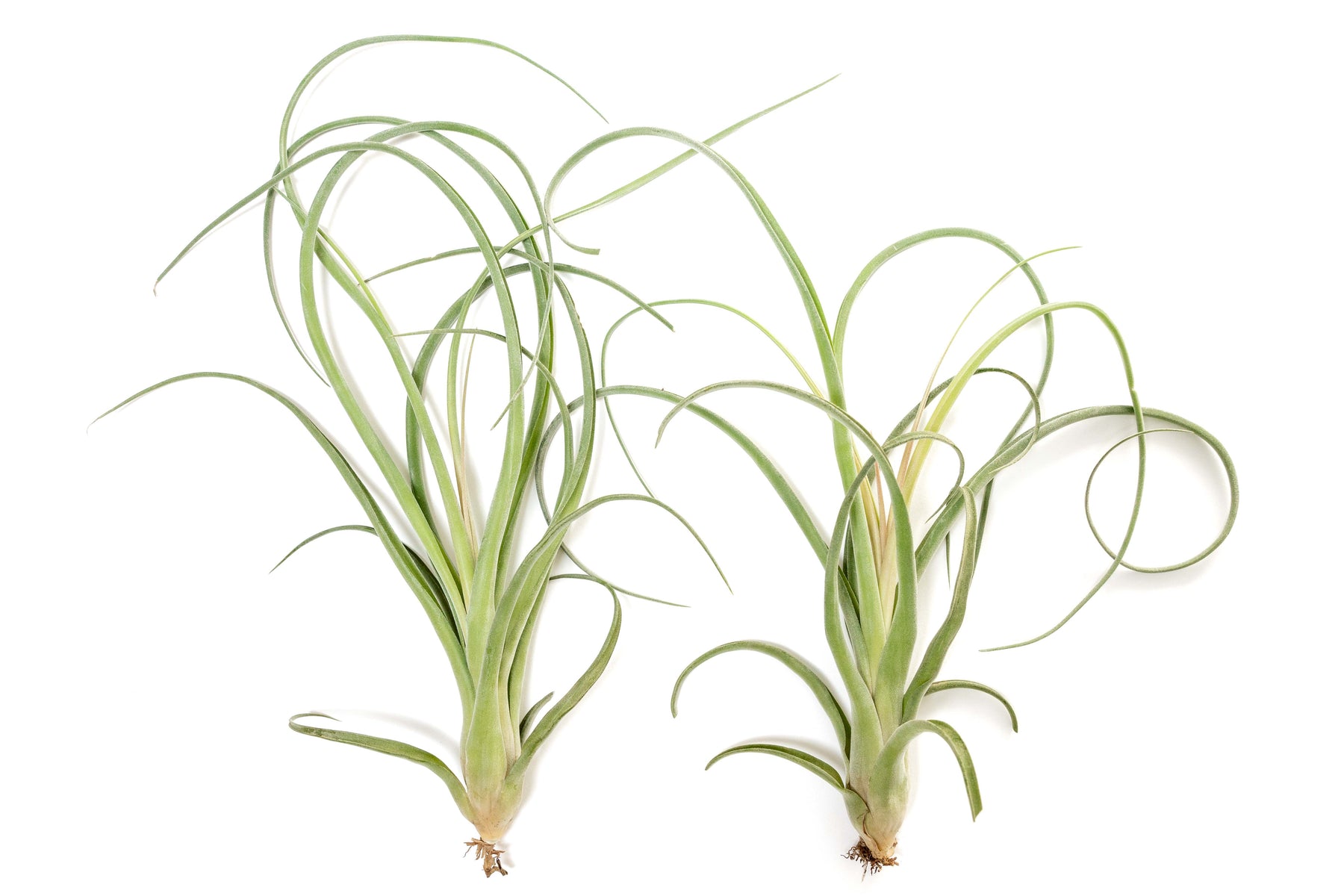 Tillandsia Curly Slim T Intermedia X T Streptophylla Air Plant tillandsia-curly-slim-t-intermedia-x-t-streptophylla-air-plant
