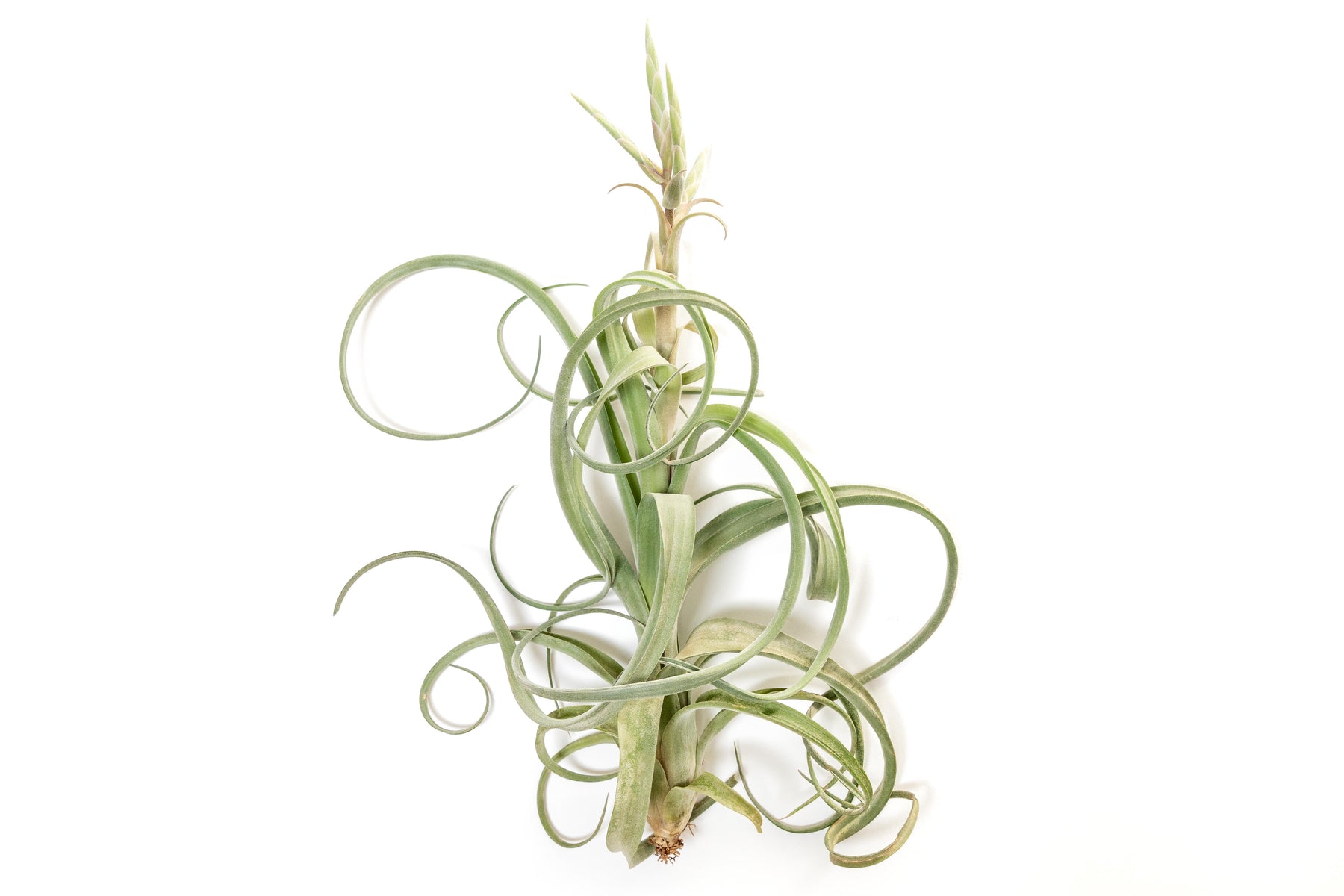 Tillandsia Curly Slim T Intermedia X T Streptophylla Air Plant tillandsia-curly-slim-t-intermedia-x-t-streptophylla-air-plant