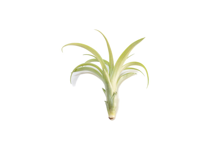 Wholesale - Tillandsia Flabellata Air Plants