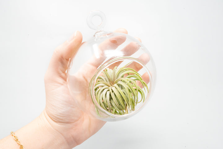 Hand Holding a Hanging Round Bottom Glass Terrarium with Tillandsia Ionantha Guatemala Air Plant