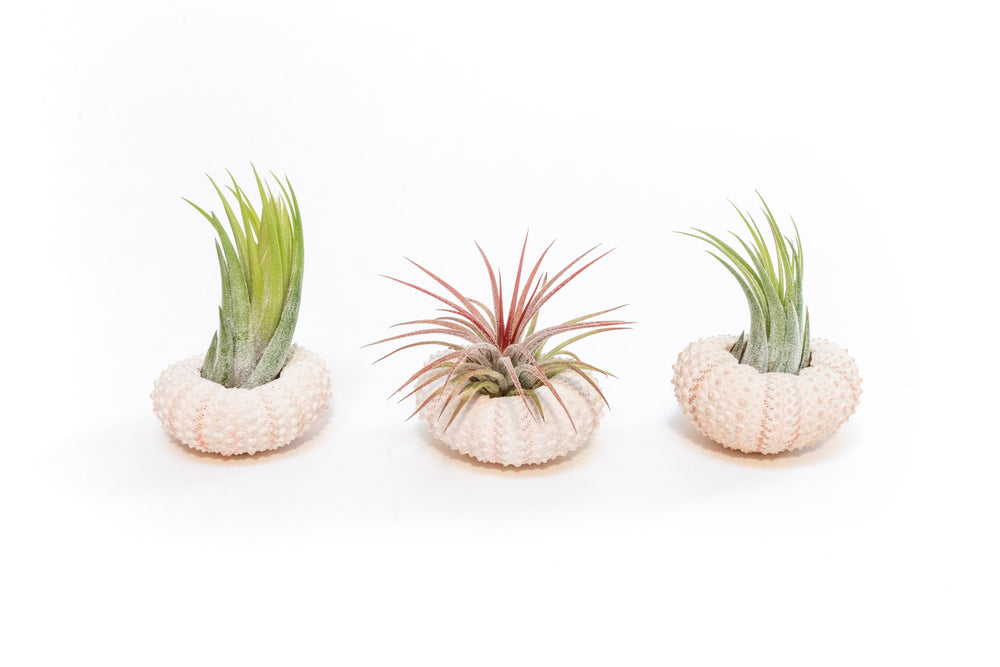 three pink urchins with assorted tillandsia ionantha air plants