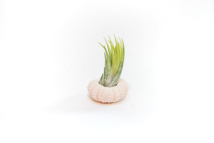 pink urchin with tillandsia ionantha air plant