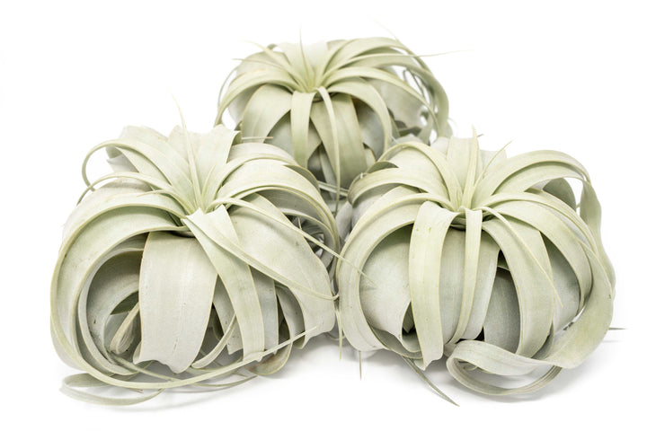 Wholesale - Large Tillandsia Xerographica / 6-8 Inch Plants