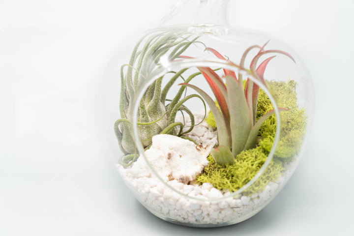 glass apple terrarium with white pebbles, green moss, and two tillandsia air plants