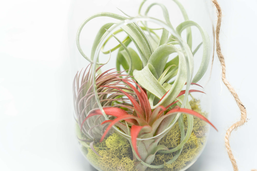 glass capsule terrarium with moss and three assorted tillandsia air plants