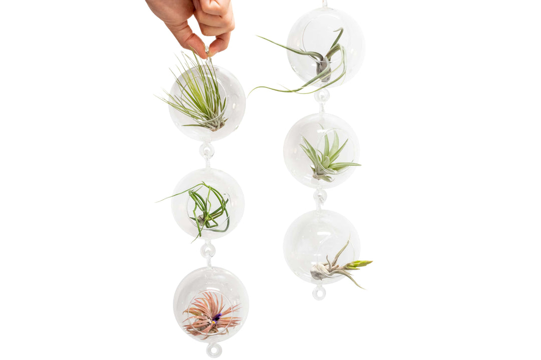 Vertical Garden Display featuring 6 Terrariums with Double Hooks and Air Plants