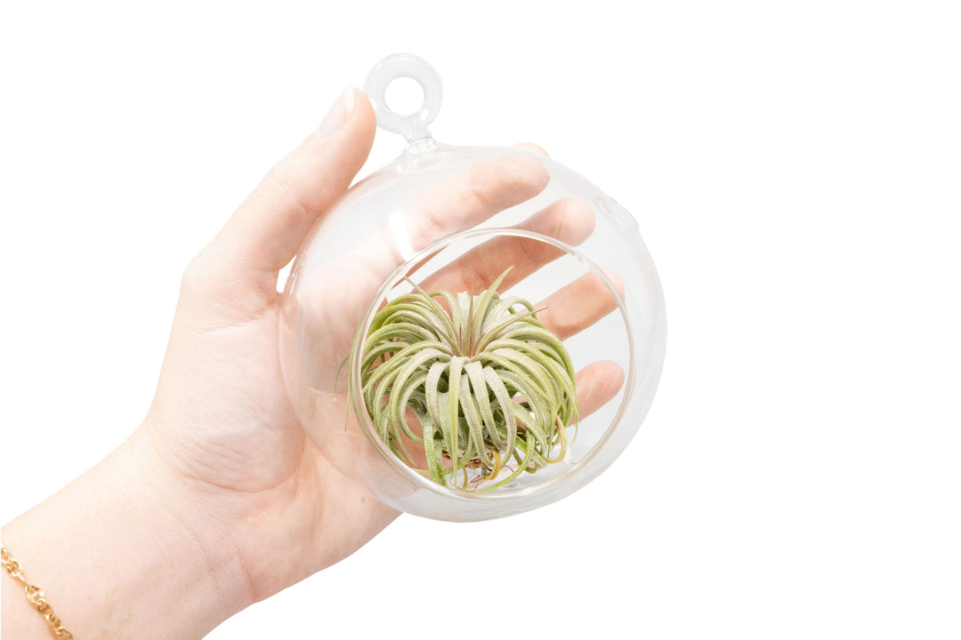 Hand holding a Hanging Globe Terrarium with Flat Bottom containing a Tillandsia Ionantha guatemala air plant