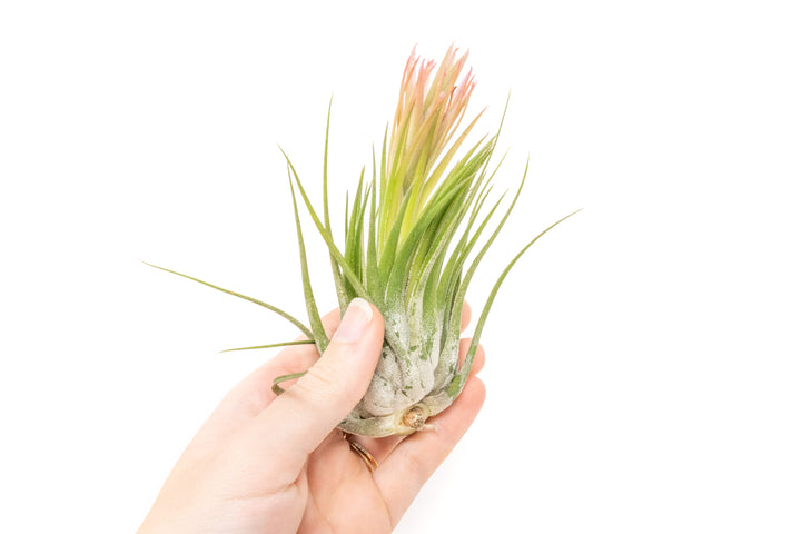 hand holding a large blooming tillandsia ionantha scaposa air plant