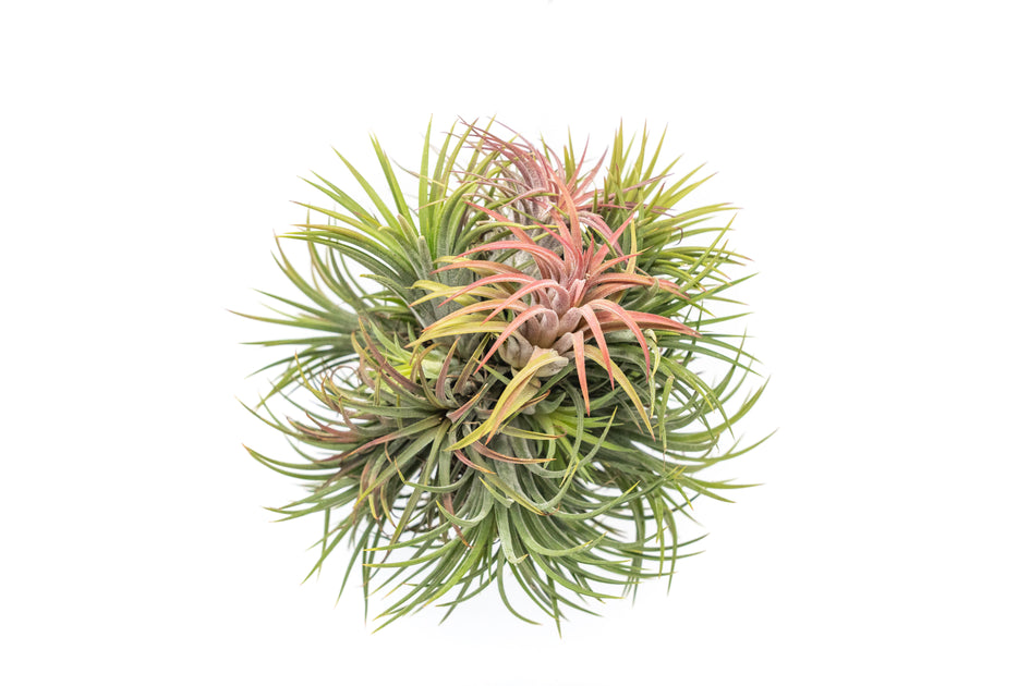 Tillandsia Ionantha Air Plant Supply Co.