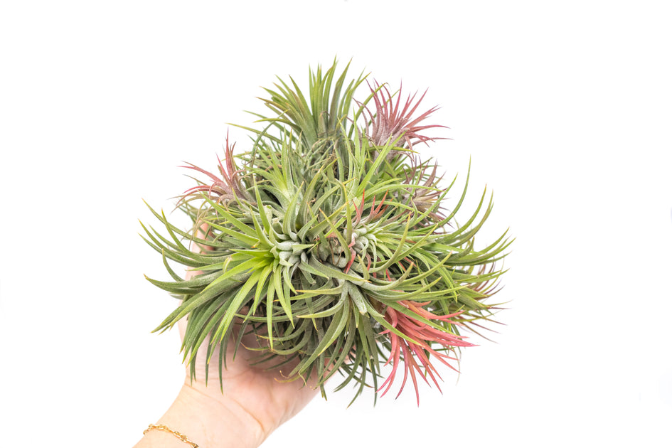 Tillandsia Ionantha Air Plant Supply Co.