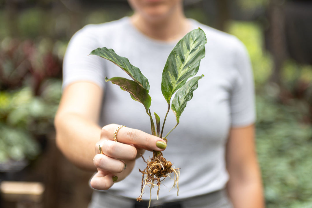 Wholesale - Calathea 'Prayer Plants' Rufibarba Fresh Rooted Cuttings