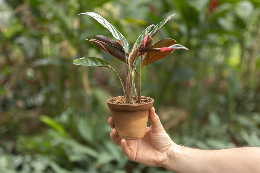 Wholesale - Calathea 'Prayer Plants' Ctenanthe Oppenheimiana 'Tricolor' Fresh Rooted Cuttings