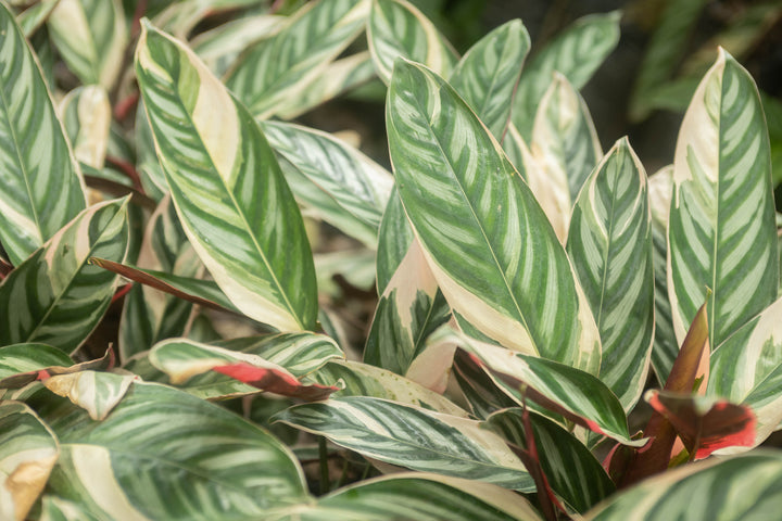 Wholesale - Calathea 'Prayer Plants' Ctenanthe Oppenheimiana 'Tricolor' Fresh Rooted Cuttings