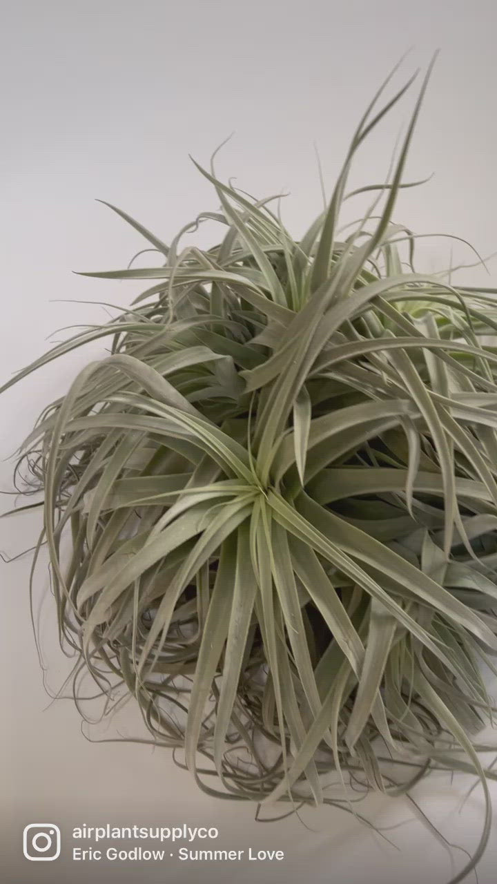Video Montage of Giant Tillandsia Straminea Clump