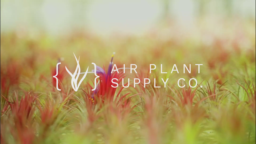 air plant supply co video montage