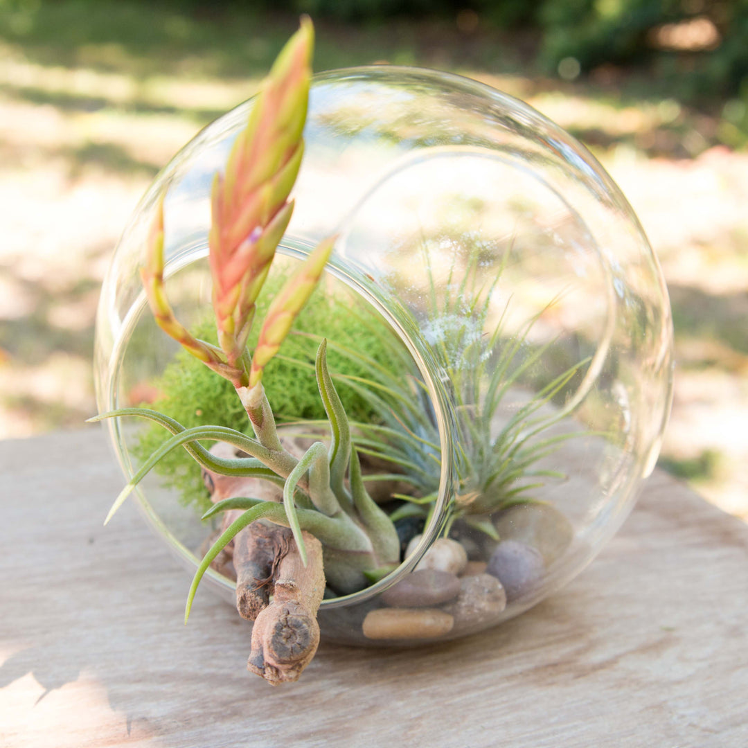 large double open ended glass terrarium with stones, moss, wood accent and tillandsia air plants