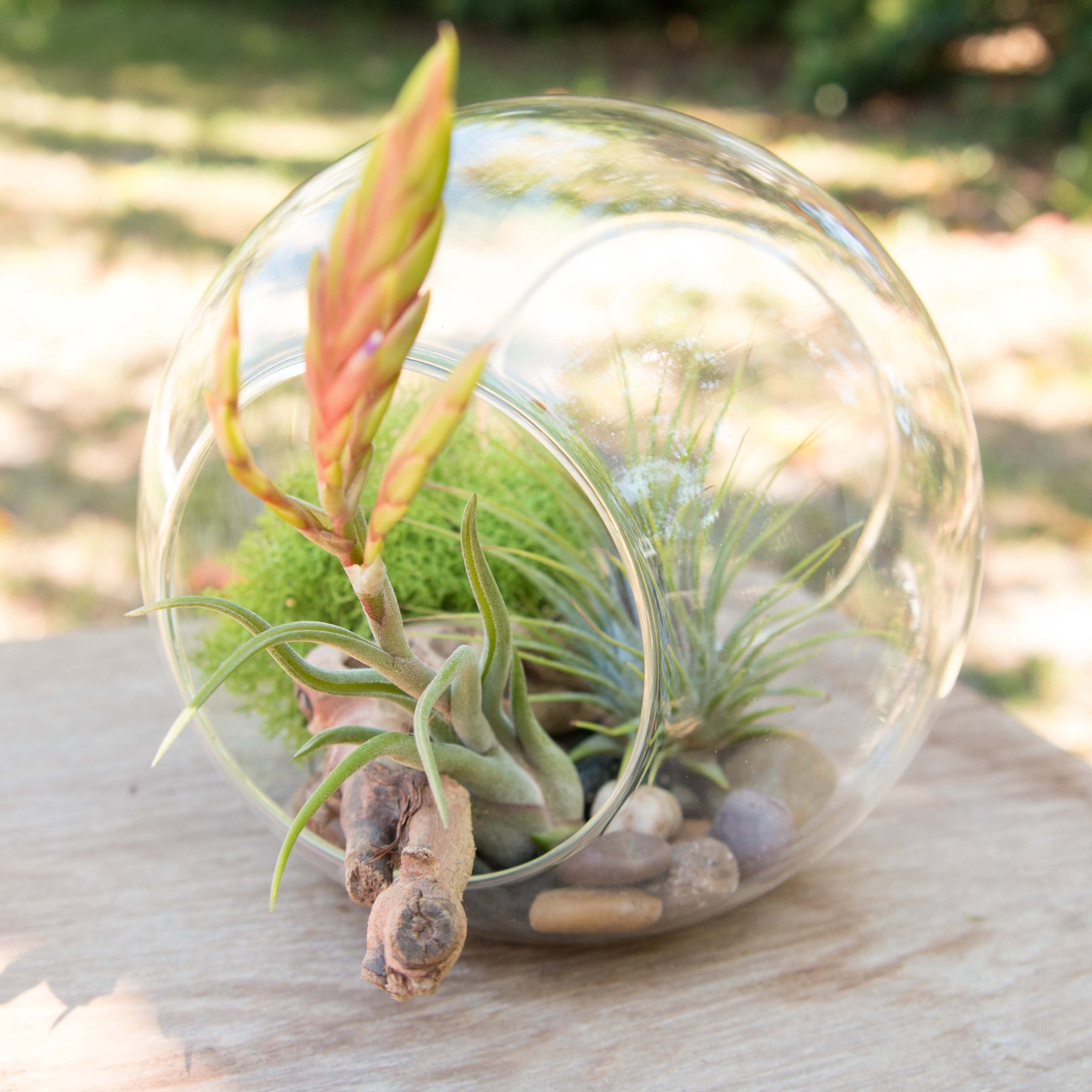 Educational DIY Terrarium Kit with Downloadable Lesson Plan