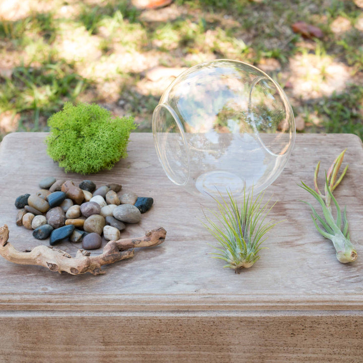 large double open ended glass terrarium with stones, moss, wood accent and tillandsia air plants