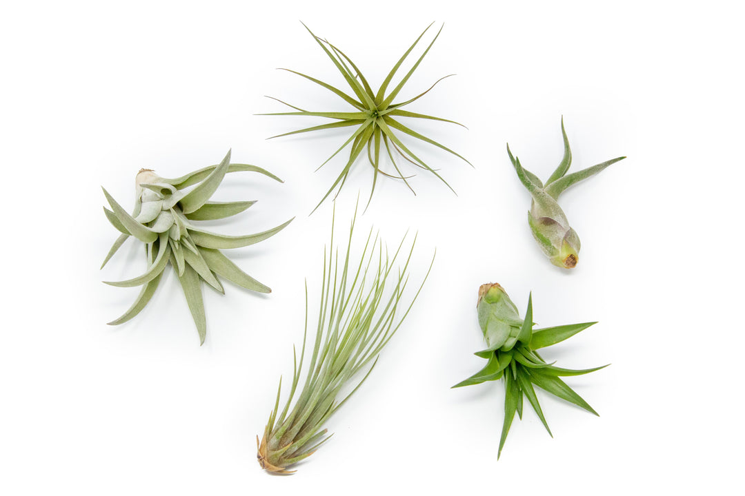 Wholesale Special - The Elegant Collection of Tillandsia Air Plants