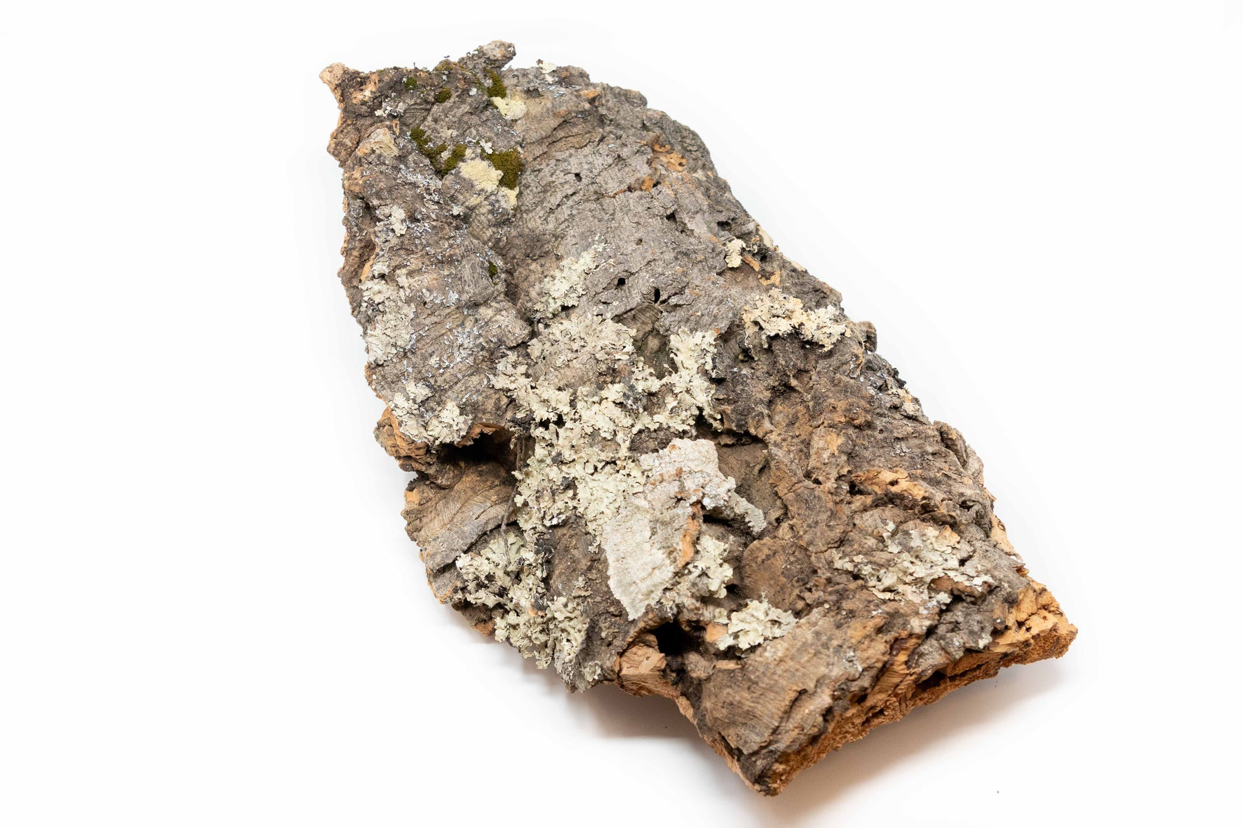 Wholesale Virgin Cork Bark Slabs By the Pound for Air Plants Air