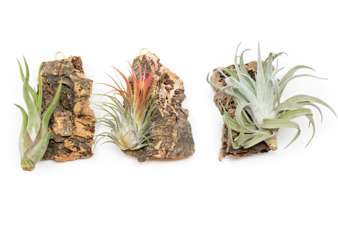 three cork bark chunks with assorted tillandsia air plants and hooks for hanging