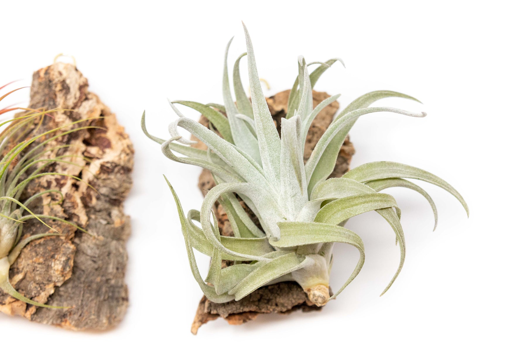 Wholesale Cork Bark Chunks with Assorted Tillandsia Air Plants Air