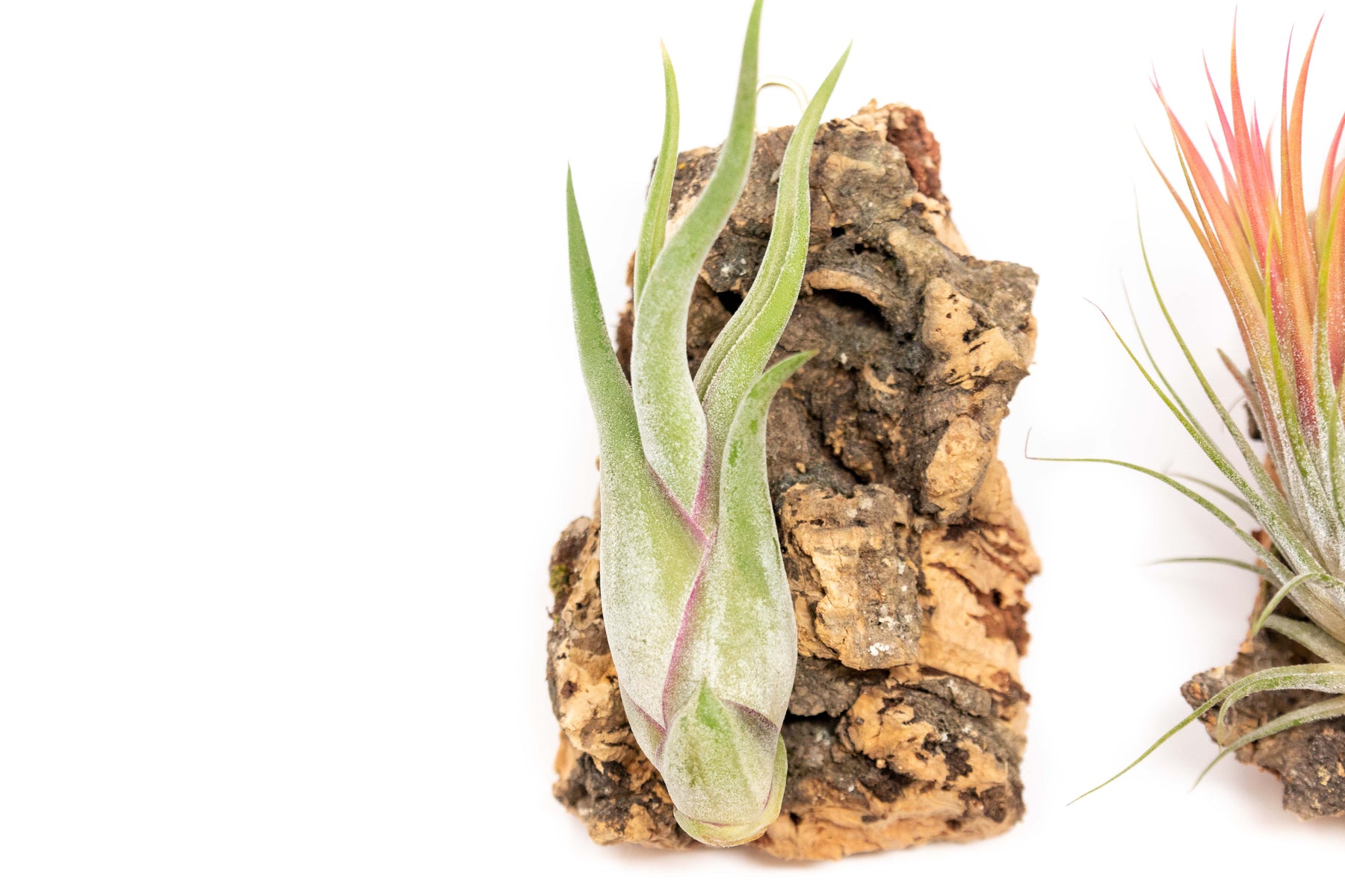 Wholesale Cork Bark Chunks with Assorted Tillandsia Air Plants Air
