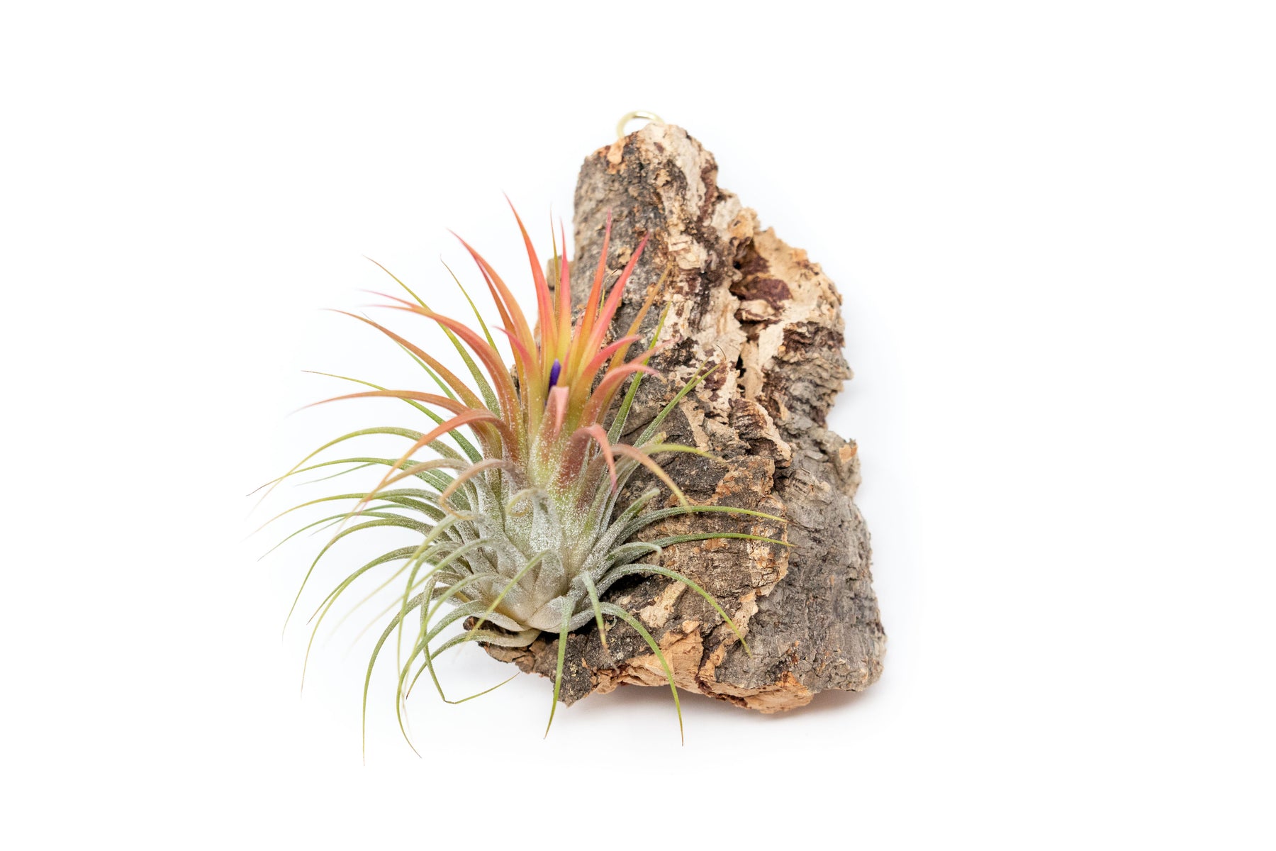 Wholesale Cork Bark Chunks with Assorted Tillandsia Air Plants Air