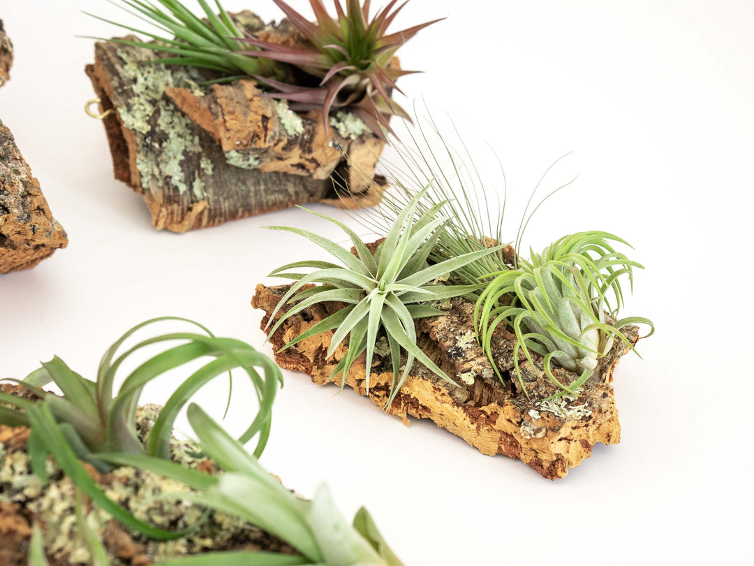 multiple sized cork bark displays with attached tillandsia air plants