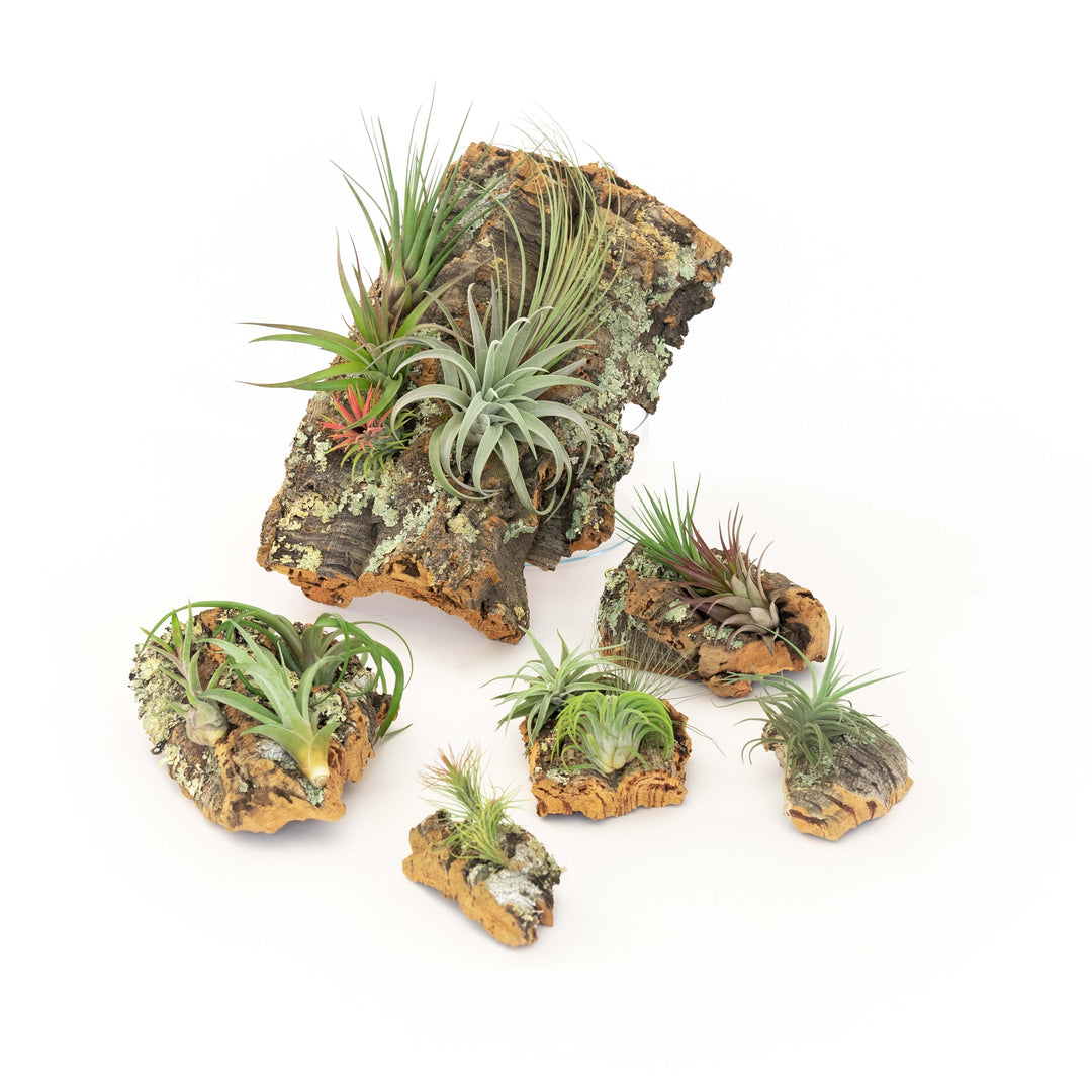 assorted sizes of cork bark displays with assorted tillandsia air plants