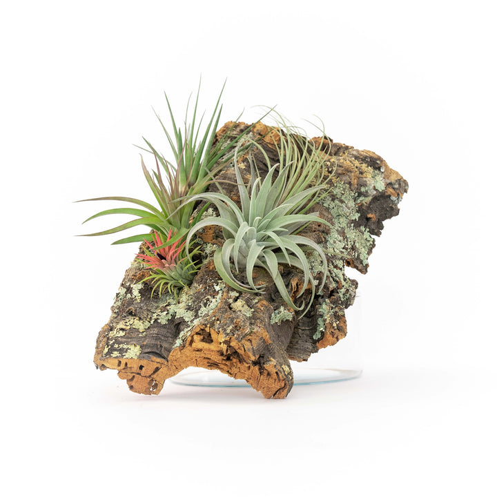 medium sized cork bark with attached assorted tillandsia air plants