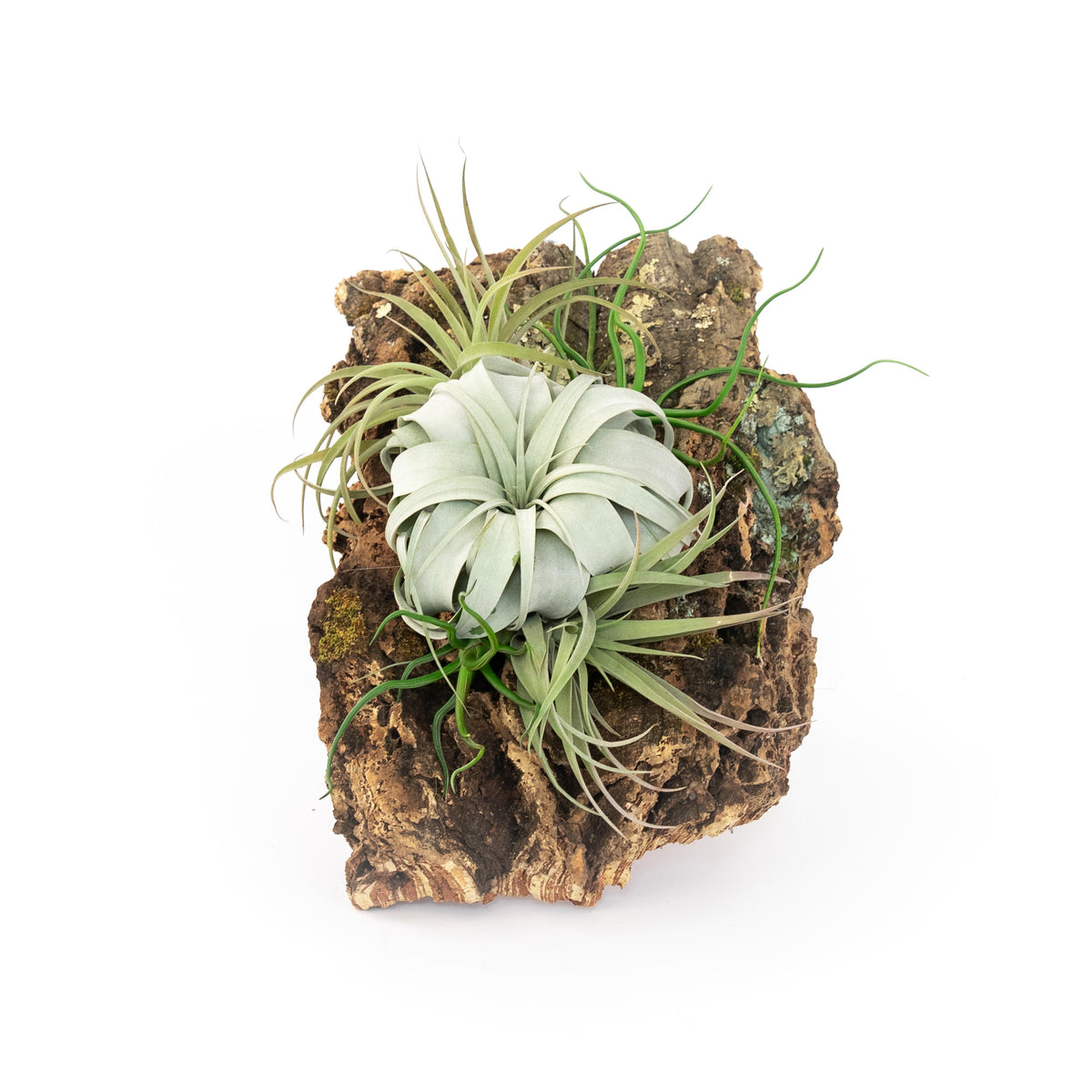 Large Cork Bark Display with 5 Tillandsia Air Plants & Waterproof Glue