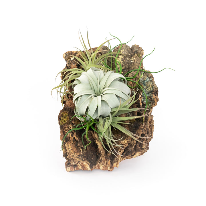 large cork bark display with mini tillandsia xerographica air plant and other assorted plants