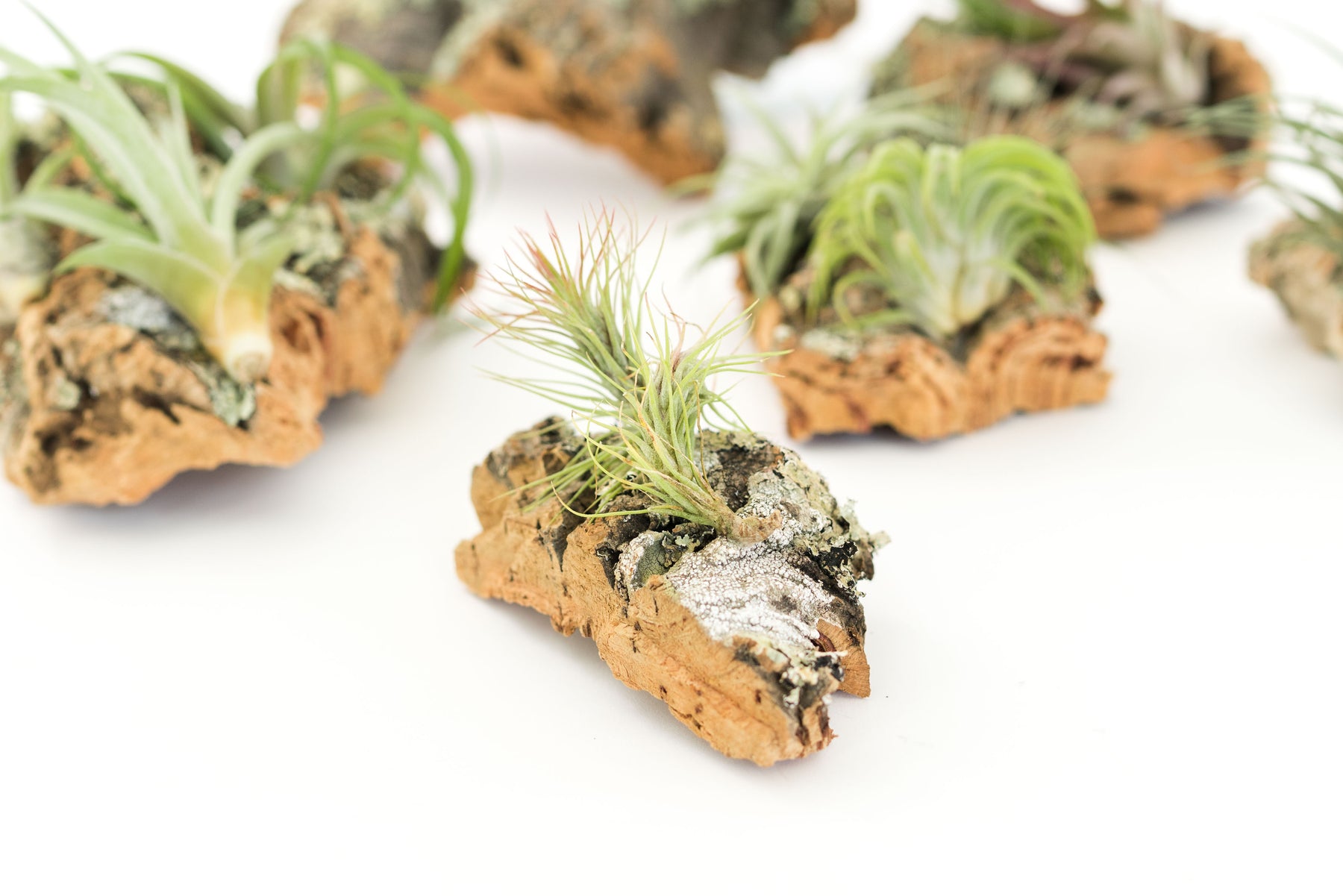 Wholesale Cork Bark Chunks with Assorted Tillandsia Air Plants Air