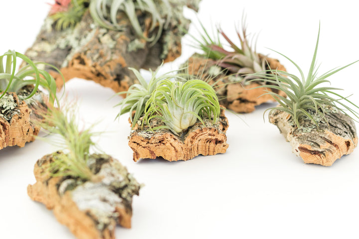 multiple sizes of cork bark displays with assorted tillandsia air plants