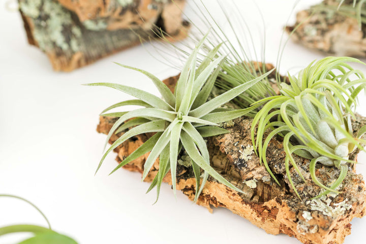 close up of cork bark display with attached tillandsia air plants