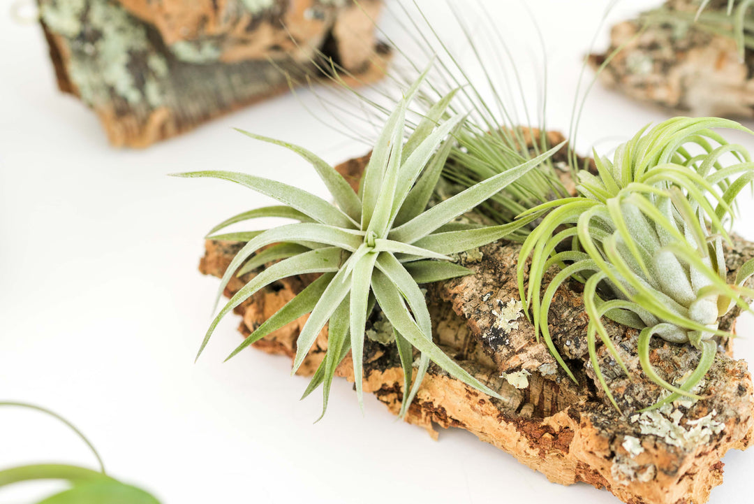 three assorted tillandsia air plants attached to a small cork bark display