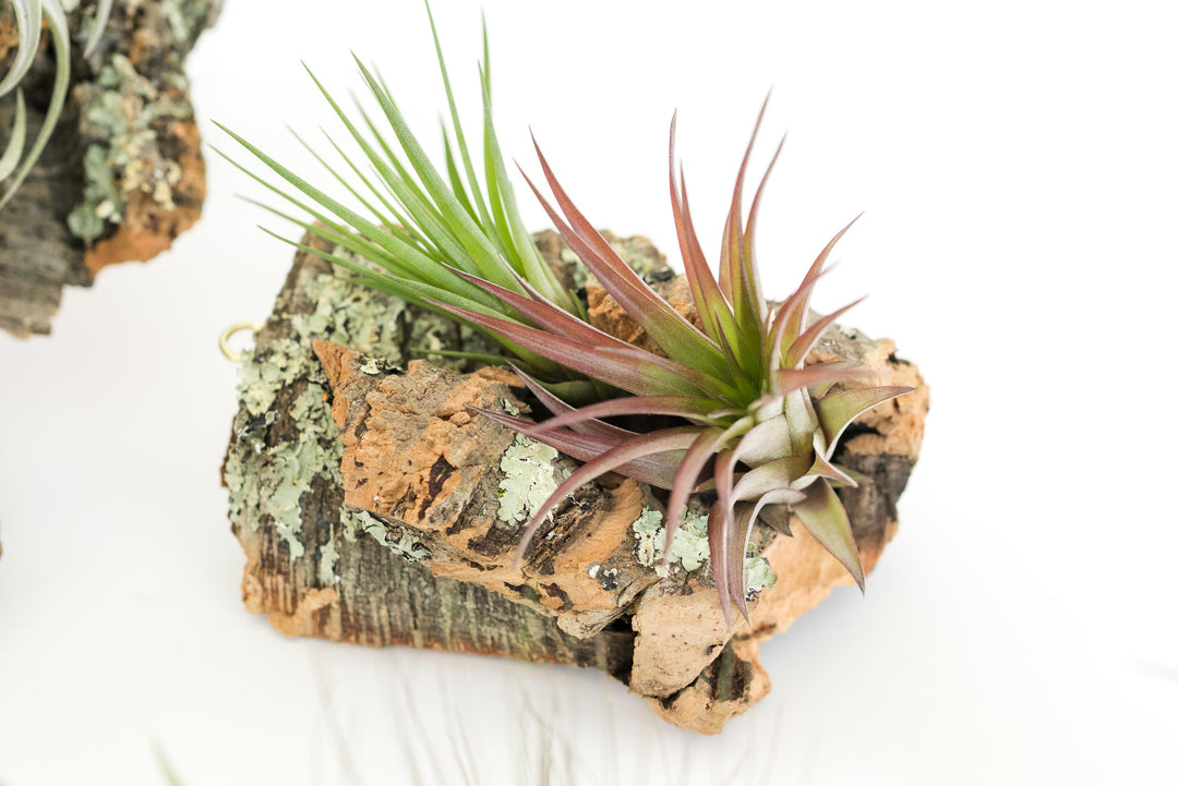 Wholesale -  Cork Bark Slabs By the Piece with Tillandsia Air Plants