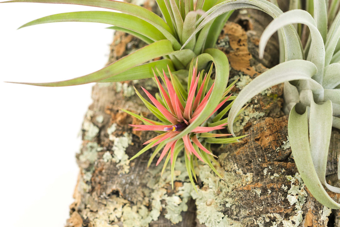 close up of blushing and blooming tillandsia ionantha guatemala and other assorted air plants attached to a cork bark display
