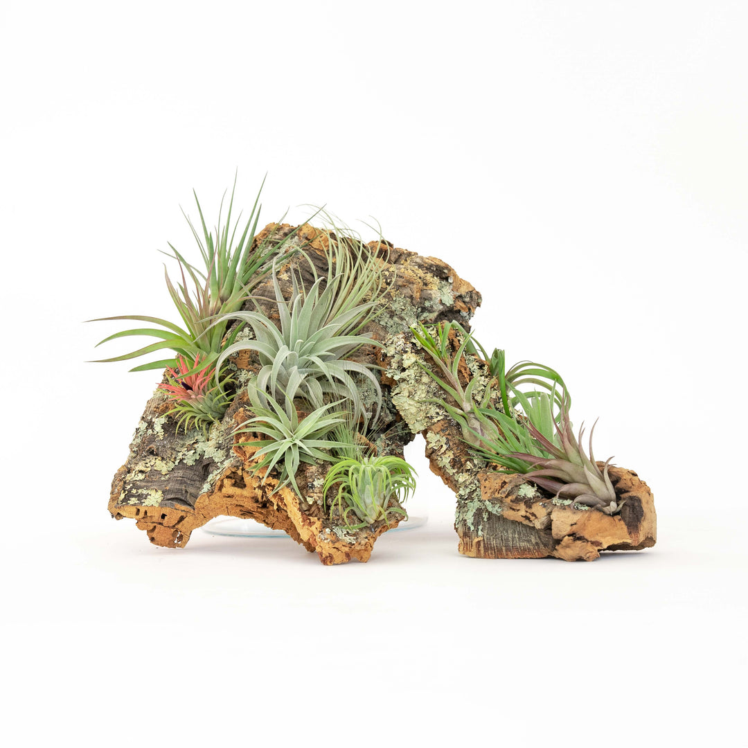 large and small cork bark display with attached assorted tillandsia air plants