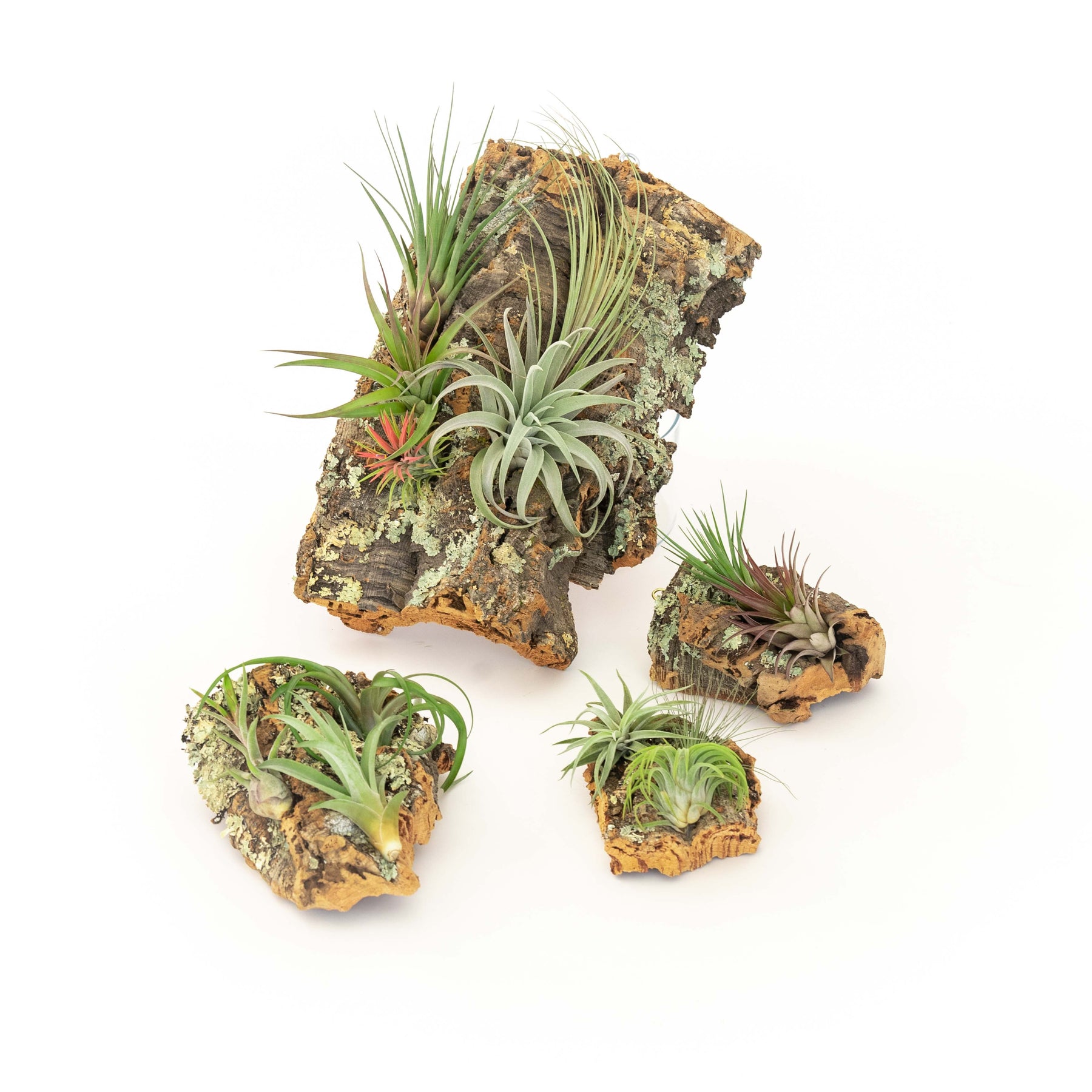 Wholesale Virgin Cork Bark Slabs By the Pound for Air Plants Air