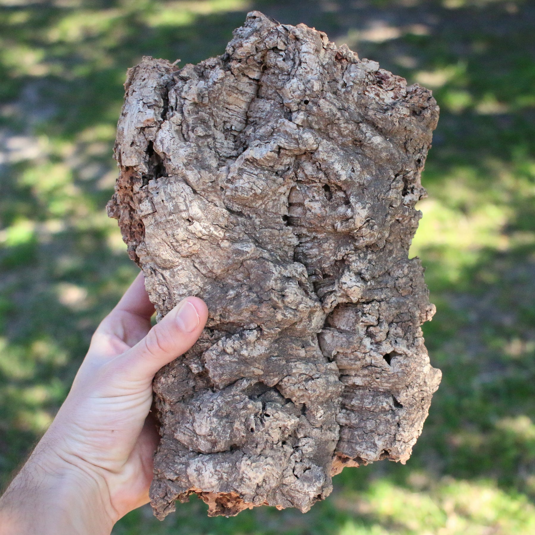 Wholesale Virgin Cork Bark Slabs By the Pound for Air Plants Air