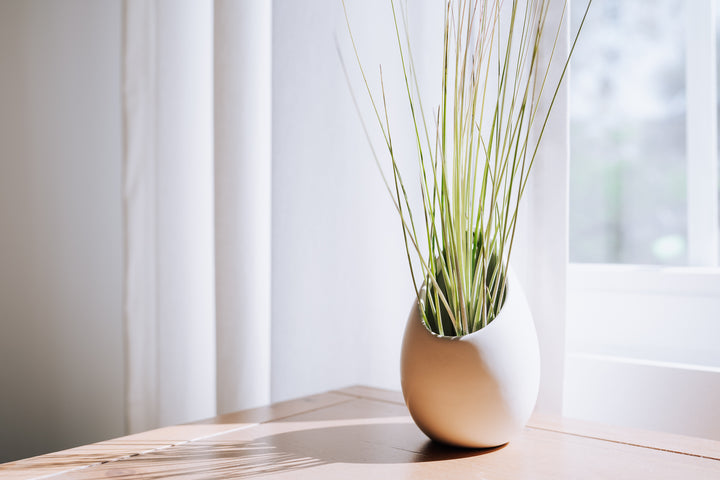 lifestyle photo of large ivory vase with tillandsia juncea air plant on a desk next to a window