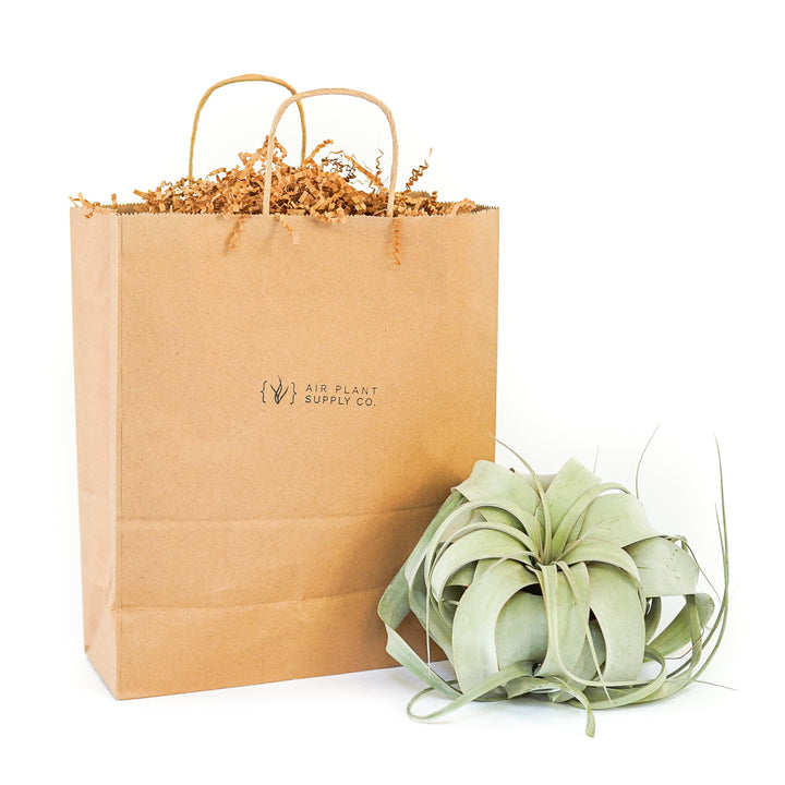 medium tillandsia xerographica air plant with gift bag